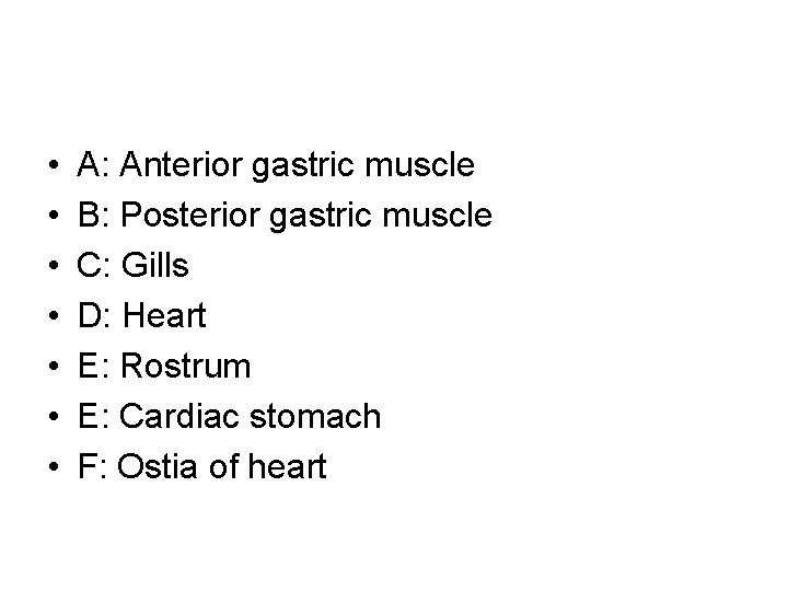  • • A: Anterior gastric muscle B: Posterior gastric muscle C: Gills D: