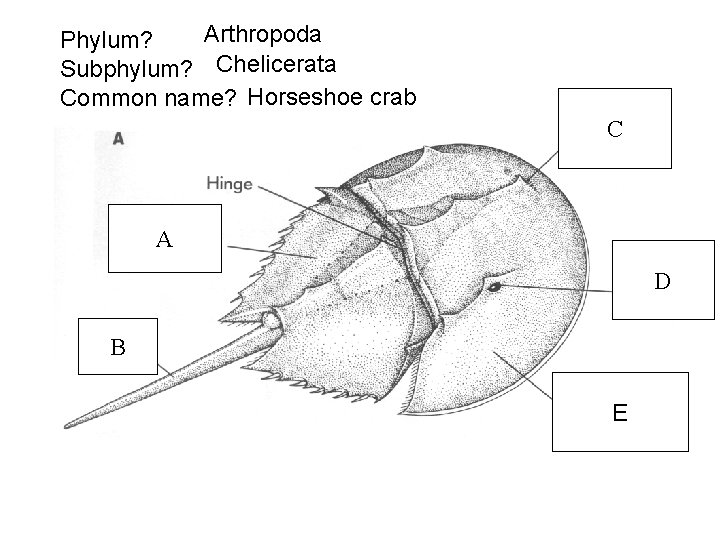 Arthropoda Phylum? Subphylum? Chelicerata Common name? Horseshoe crab C A D B E 