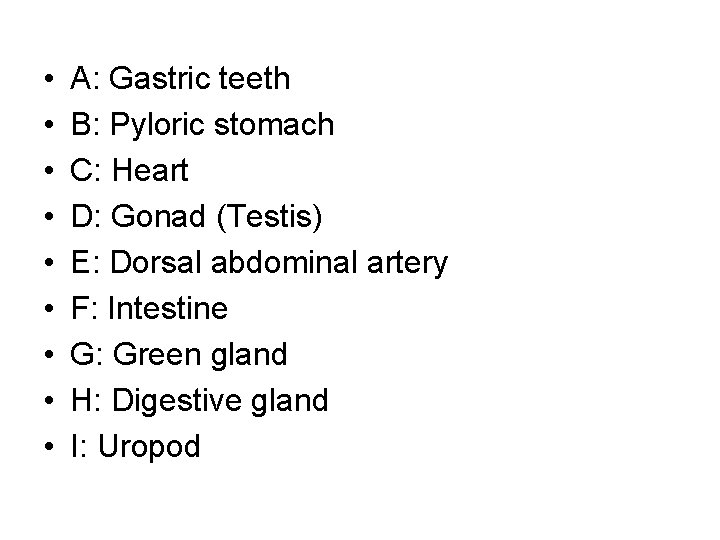  • • • A: Gastric teeth B: Pyloric stomach C: Heart D: Gonad