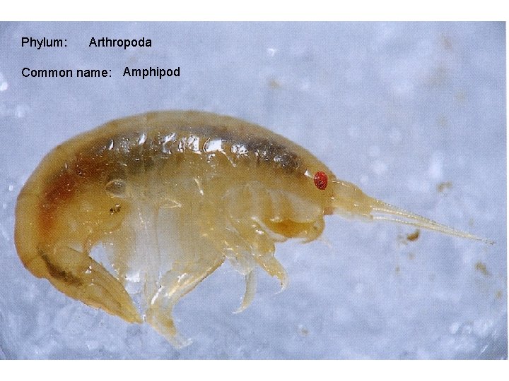 Phylum: Arthropoda Common name: Amphipod 