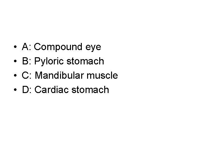  • • A: Compound eye B: Pyloric stomach C: Mandibular muscle D: Cardiac