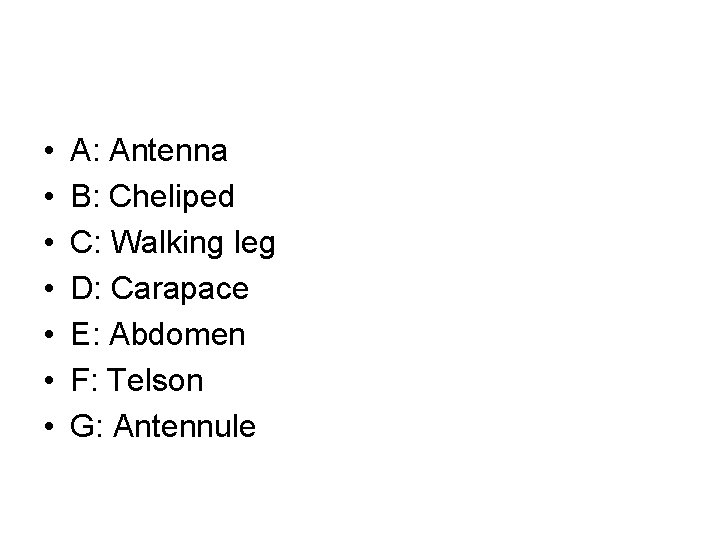  • • A: Antenna B: Cheliped C: Walking leg D: Carapace E: Abdomen