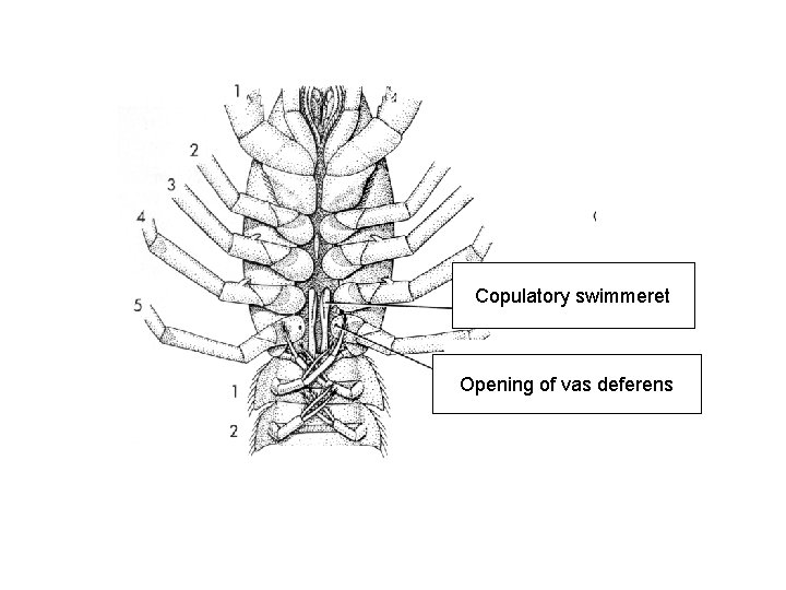 Copulatory swimmeret Opening of vas deferens 
