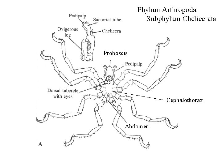 Phylum Arthropoda Subphylum Chelicerata Proboscis Cephalothorax Abdomen 