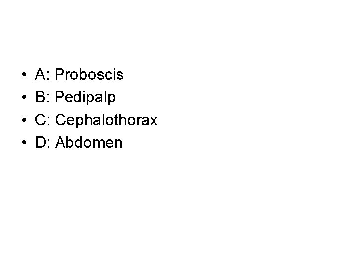  • • A: Proboscis B: Pedipalp C: Cephalothorax D: Abdomen 