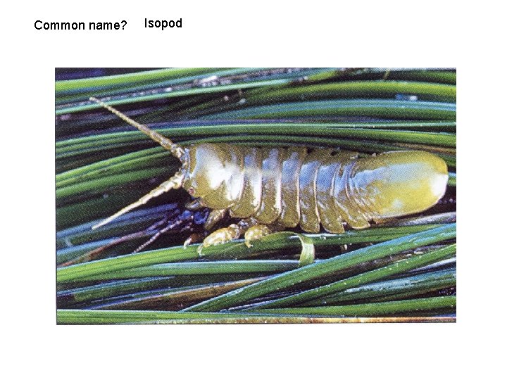 Common name? Isopod 