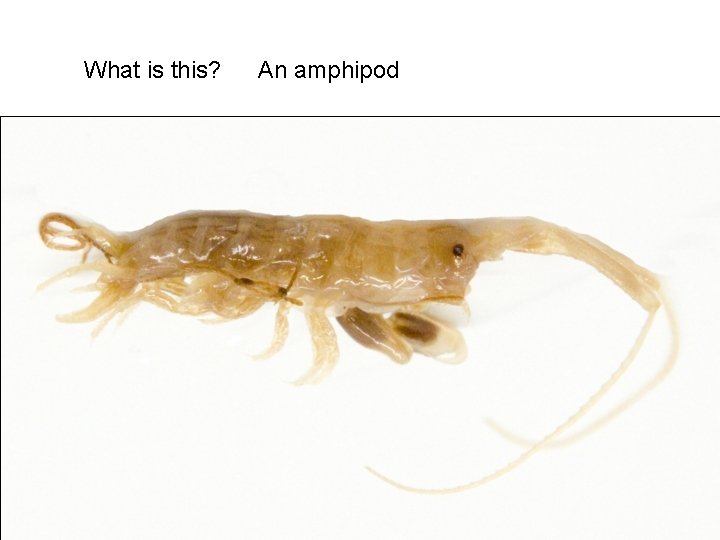What is this? An amphipod 