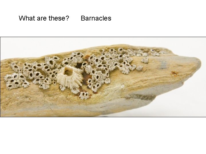 What are these? Barnacles 