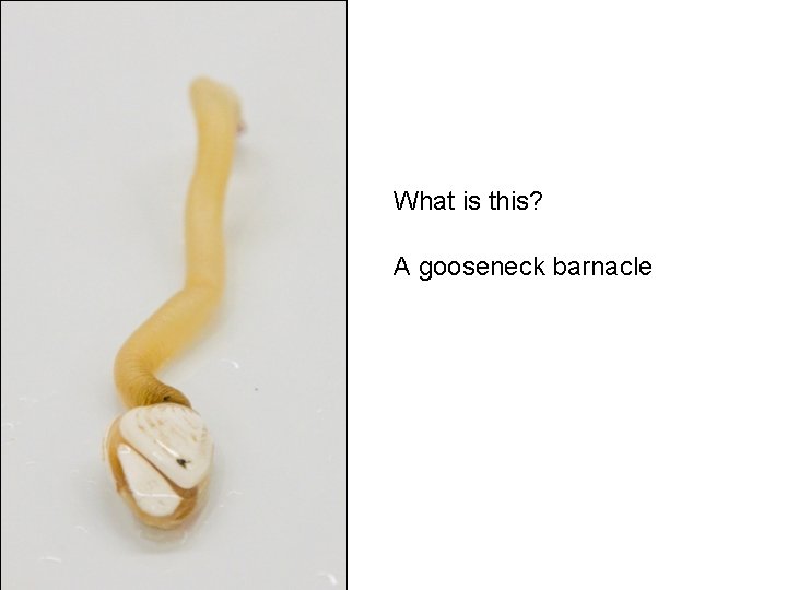 What is this? A gooseneck barnacle 