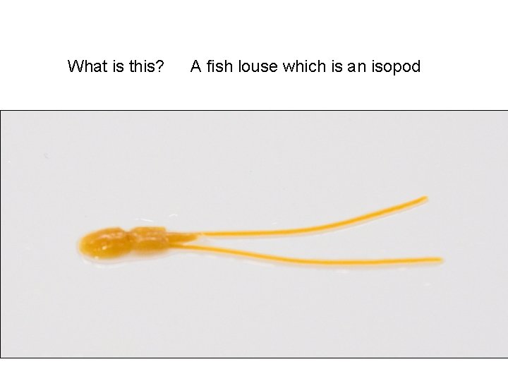 What is this? A fish louse which is an isopod 