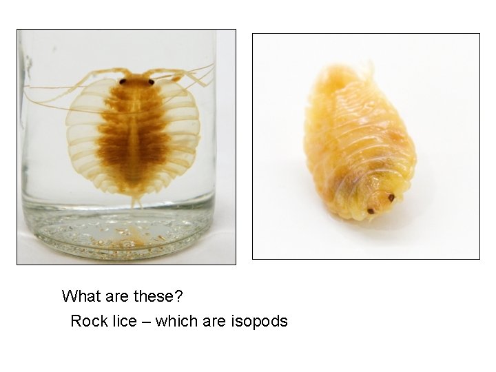 What are these? Rock lice – which are isopods 