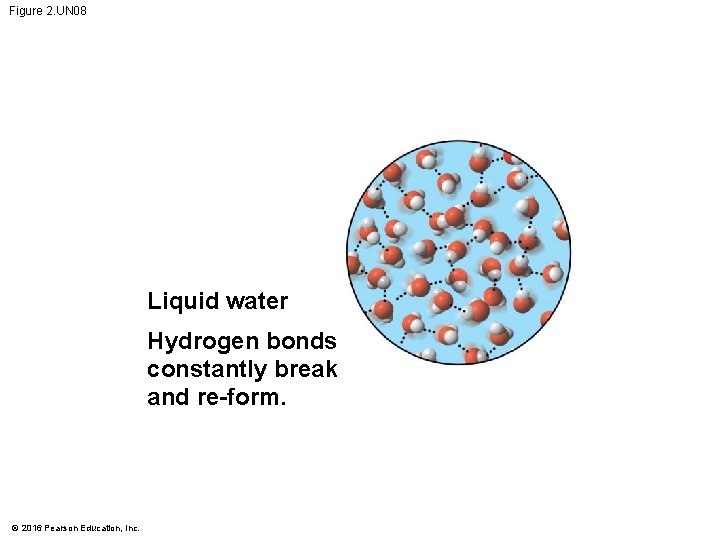 Figure 2. UN 08 Liquid water Hydrogen bonds constantly break and re-form. © 2016