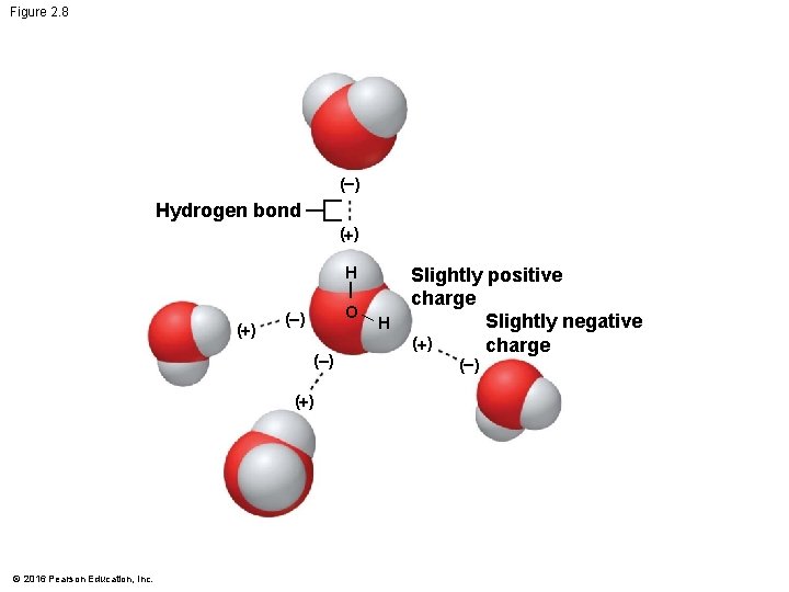 Figure 2. 8 ( ) Hydrogen bond (+) H (+) O ( ) (+)
