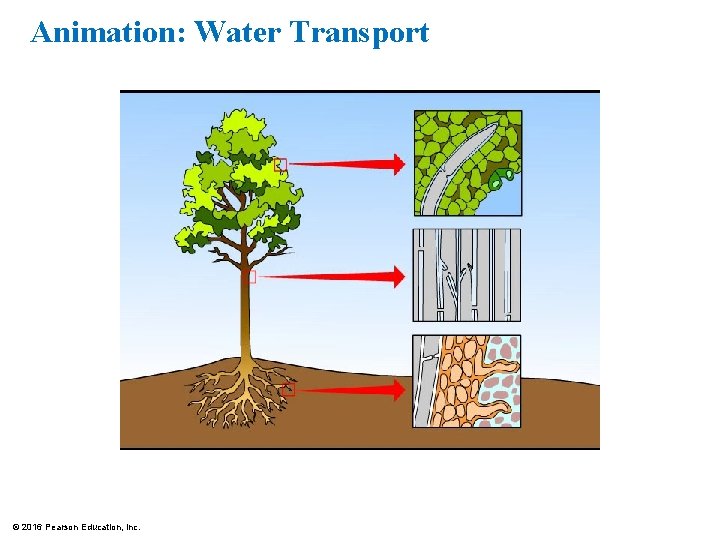 Animation: Water Transport © 2016 Pearson Education, Inc. 