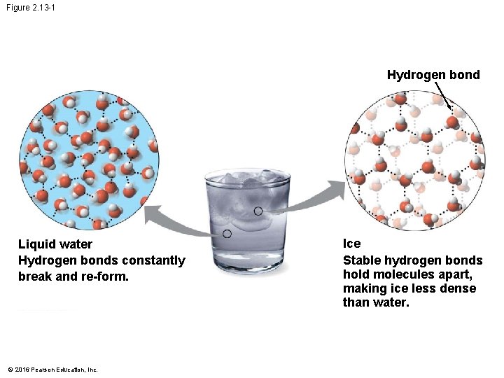 Figure 2. 13 -1 Hydrogen bond Liquid water Hydrogen bonds constantly break and re-form.