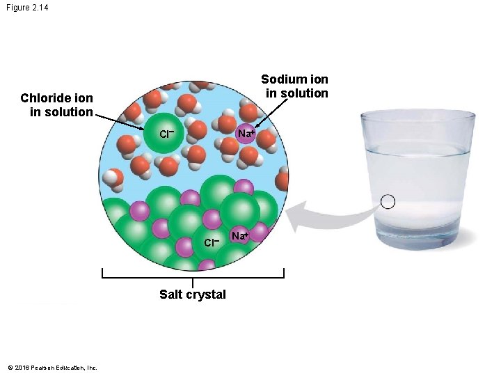 Figure 2. 14 Sodium ion in solution Chloride ion in solution Cl Na+ Cl