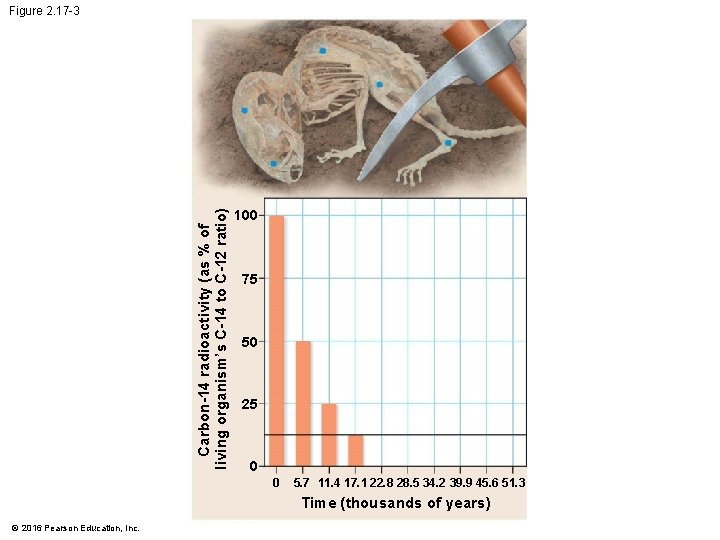 Carbon-14 radioactivity (as % of living organism’s C-14 to C-12 ratio) Figure 2. 17