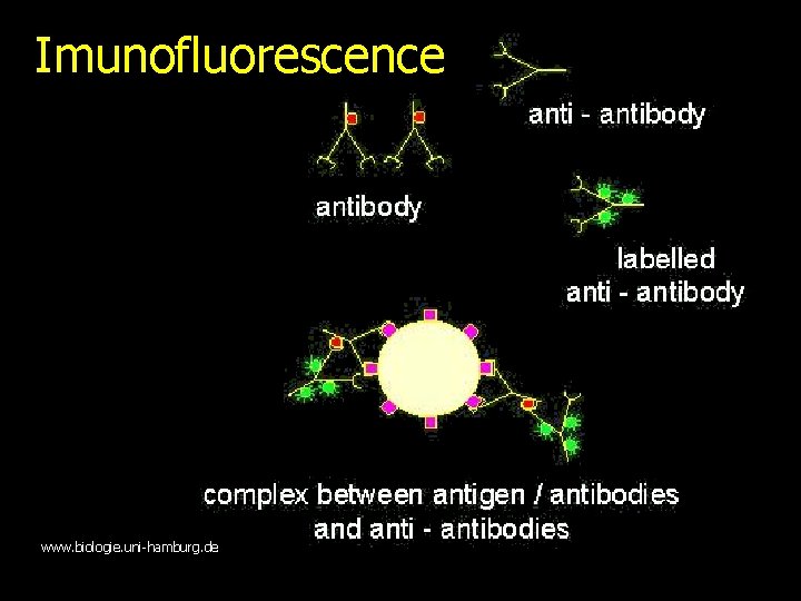 Imunofluorescence www. biologie. uni-hamburg. de 