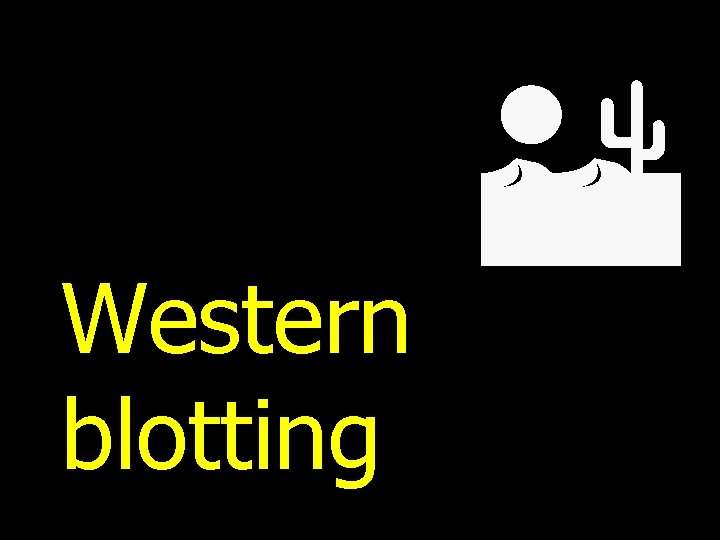 Western blotting 