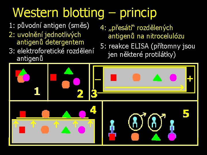 Western blotting – princip 1: původní antigen (směs) 4: „přesátí“ rozdělených 2: uvolnění jednotlivých