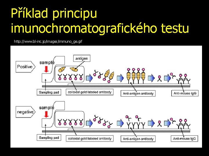 Příklad principu imunochromatografického testu http: //www. bl-inc. jp/images/immuno_ge. gif 