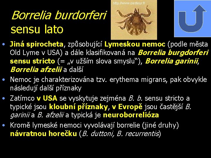 http: //www. pasteur. fr Borrelia burdorferi sensu lato • Jiná spirocheta, způsobující Lymeskou nemoc