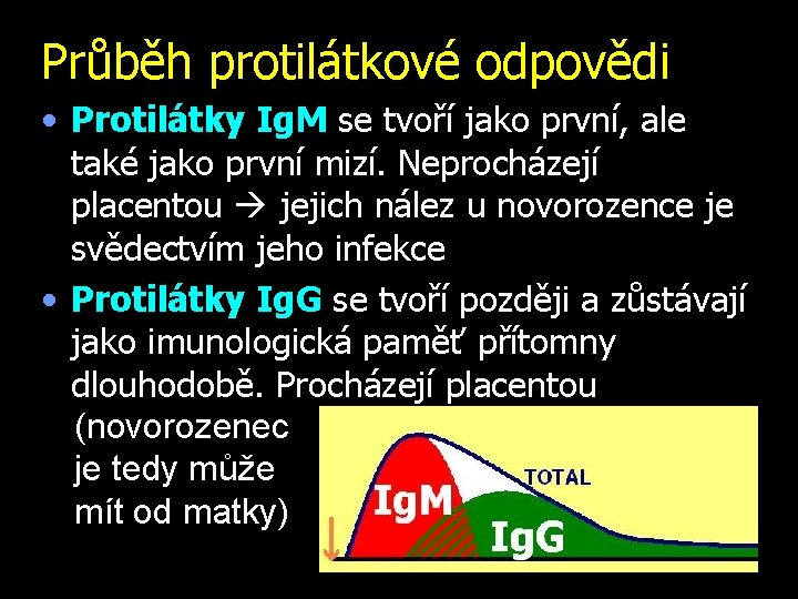 Průběh protilátkové odpovědi • Protilátky Ig. M se tvoří jako první, ale také jako