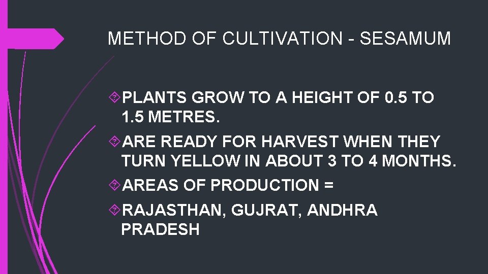 METHOD OF CULTIVATION - SESAMUM PLANTS GROW TO A HEIGHT OF 0. 5 TO