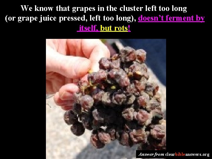 We know that grapes in the cluster left too long (or grape juice pressed,