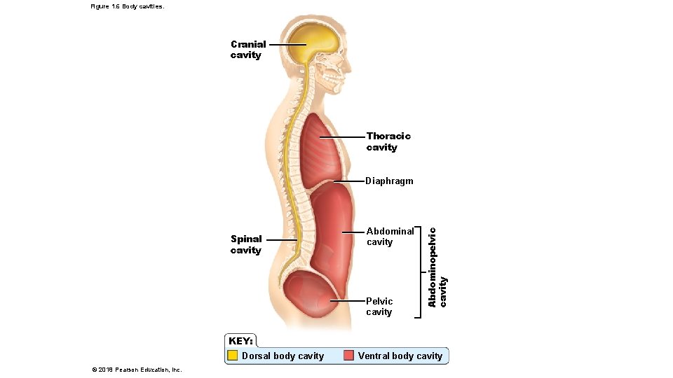 Figure 1. 6 Body cavities. Cranial cavity Thoracic cavity Spinal cavity Abdominal cavity Pelvic