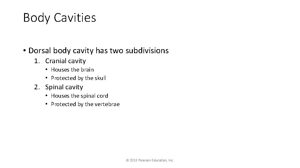 Body Cavities • Dorsal body cavity has two subdivisions 1. Cranial cavity • Houses