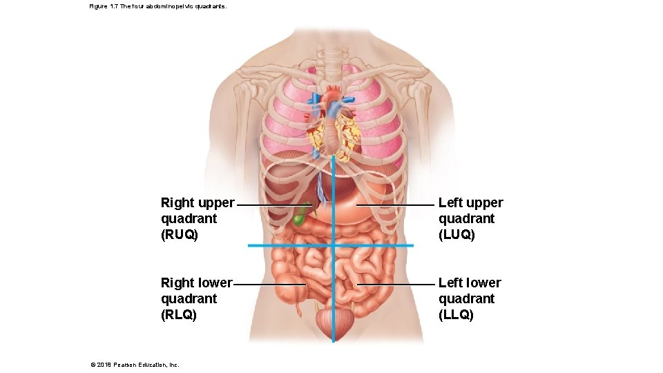 Figure 1. 7 The four abdominopelvic quadrants. Right upper quadrant (RUQ) Left upper quadrant