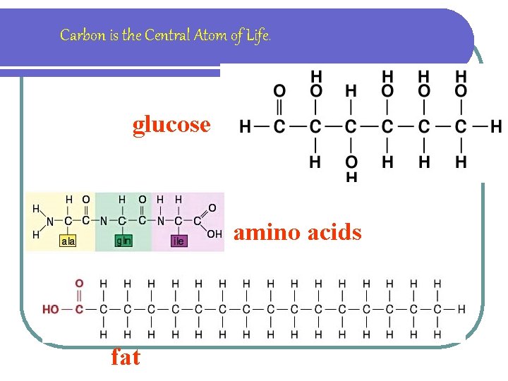 Carbon is the Central Atom of Life. glucose amino acids fat 