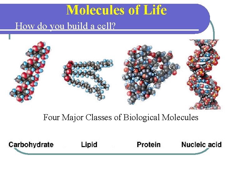 Molecules of Life How do you build a cell? Start with water, add lots