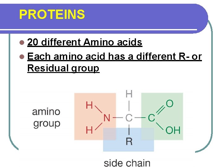 PROTEINS l 20 different Amino acids l Each amino acid has a different R-