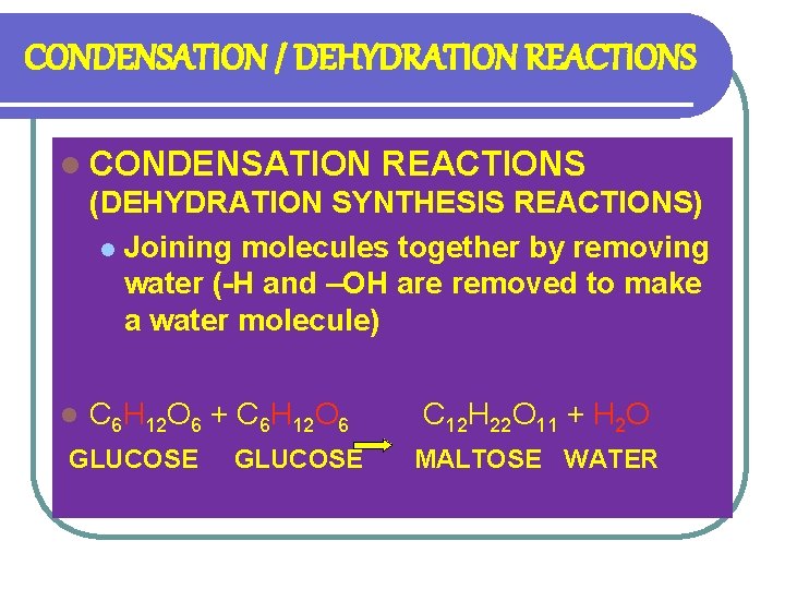 CONDENSATION / DEHYDRATION REACTIONS l CONDENSATION REACTIONS (DEHYDRATION SYNTHESIS REACTIONS) l Joining molecules together