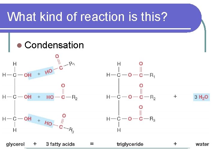 What kind of reaction is this? l Condensation 