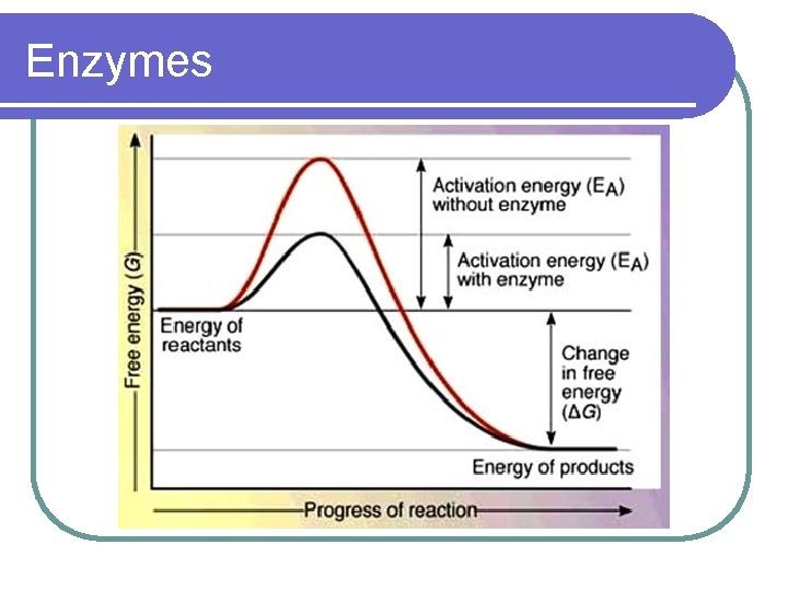 Enzymes 