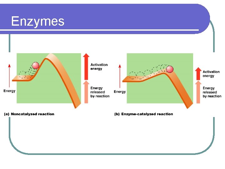 Enzymes 