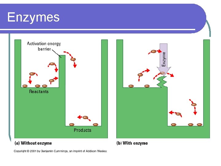 Enzymes 