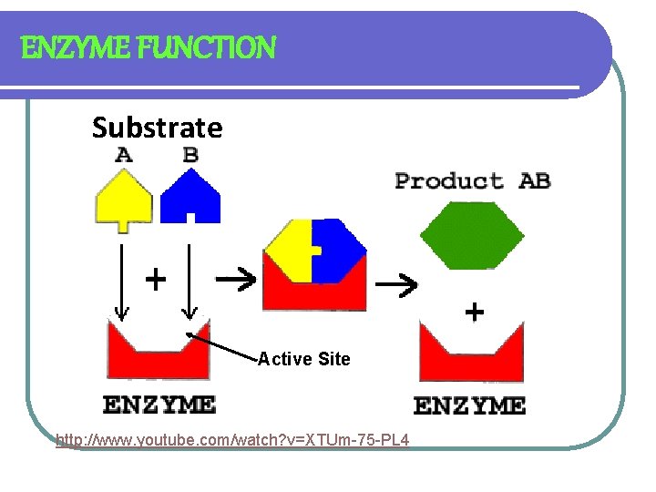 ENZYME FUNCTION Substrate Active Site http: //www. youtube. com/watch? v=XTUm-75 -PL 4 