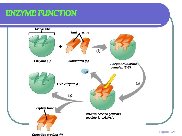 ENZYME FUNCTION Active site Amino acids + Enzyme (E) Substrates (S) Enzyme-substrate complex (E-S)