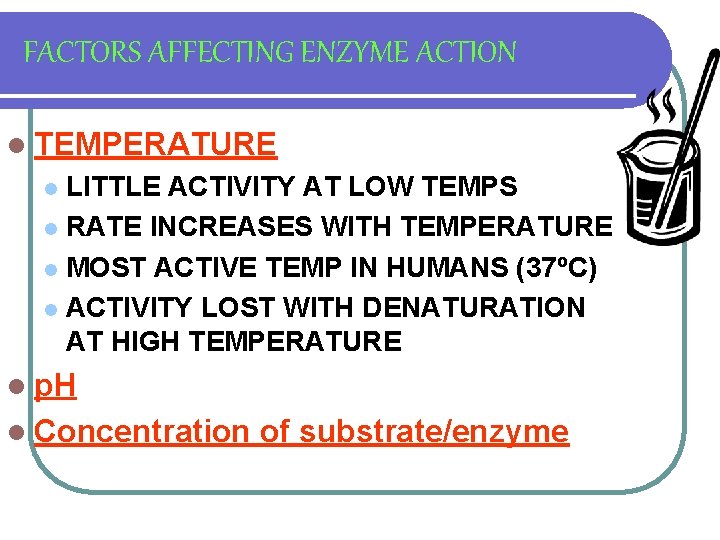 FACTORS AFFECTING ENZYME ACTION l TEMPERATURE LITTLE ACTIVITY AT LOW TEMPS l RATE INCREASES