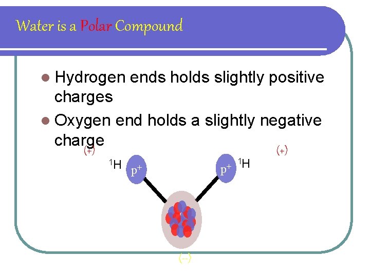 Water is a Polar Compound l Hydrogen ends holds slightly positive charges l Oxygen