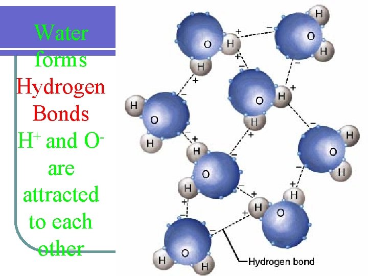 Water forms Hydrogen Bonds + H and O are attracted to each other 