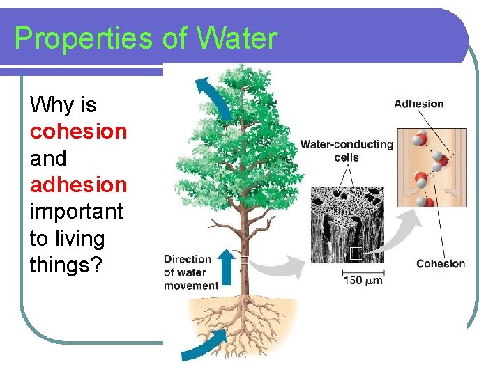 Properties of Water Why is cohesion and adhesion important to living things? 