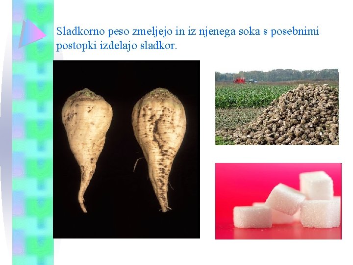 Sladkorno peso zmeljejo in iz njenega soka s posebnimi postopki izdelajo sladkor. Sladkorno peso zmeljejo in iz njenega soka s posebnimi postopki izdelajo sladkor.