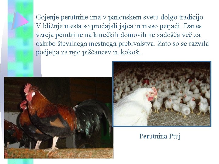 Gojenje perutnine ima v panonskem svetu dolgo tradicijo. V bližnja mesta so prodajali jajca Gojenje perutnine ima v panonskem svetu dolgo tradicijo. V bližnja mesta so prodajali jajca