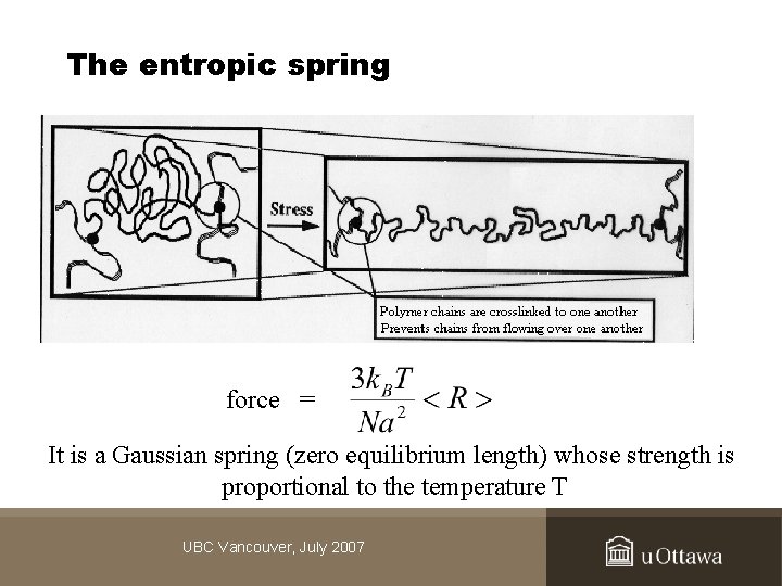 The entropic spring force = It is a Gaussian spring (zero equilibrium length) whose