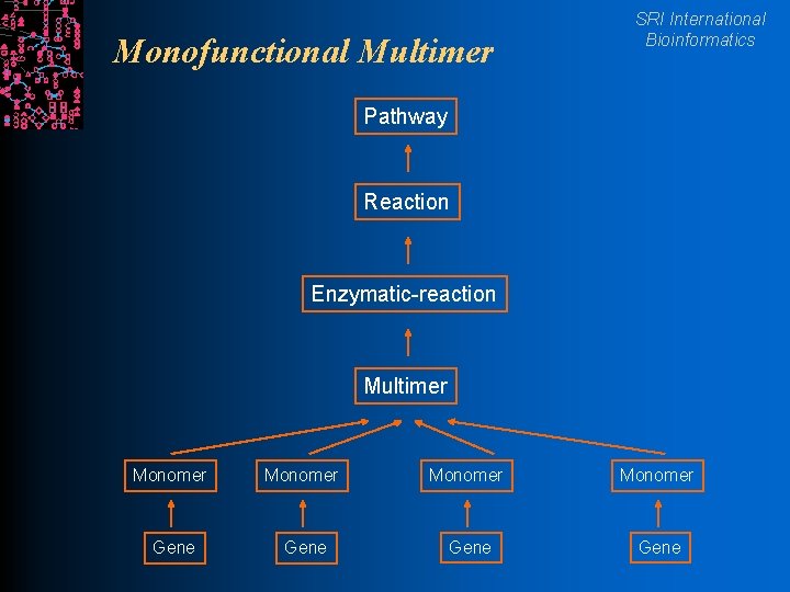 Monofunctional Multimer SRI International Bioinformatics Pathway Reaction Enzymatic-reaction Multimer Monomer Gene 